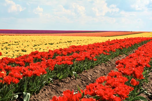 Spring