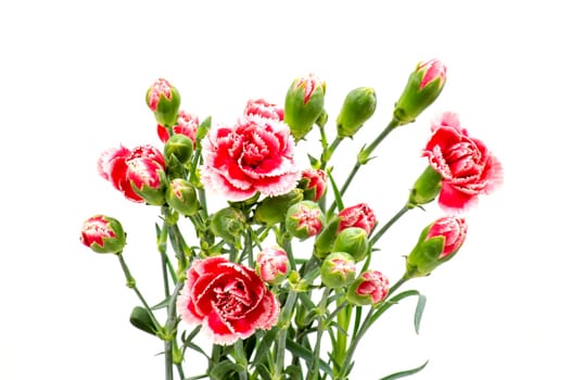 Carnations on white background