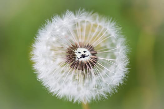 Dandelion