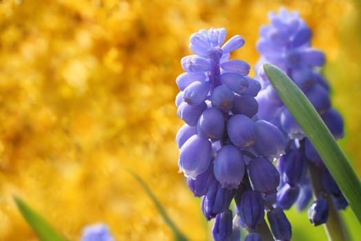 Spring colours