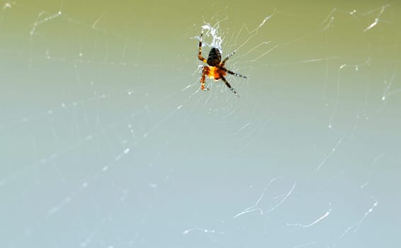 spinne in the net