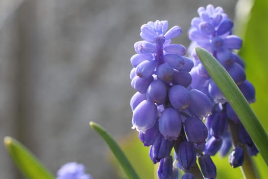 Hyacinths in summer light