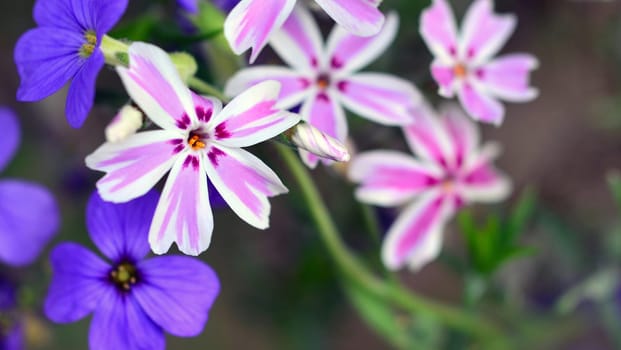 joy of flowering in the stone garden