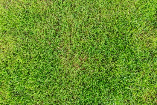 Beautiful green grass texture background