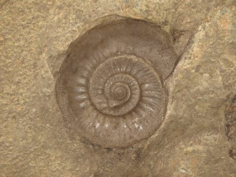 Ammonite