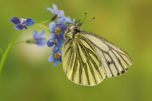 Green vein white
