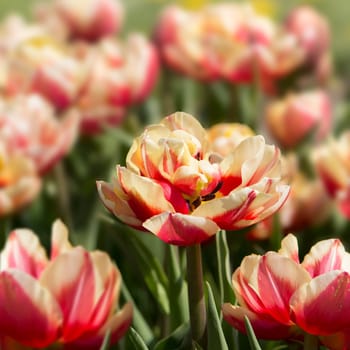 Tulips