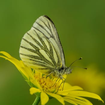 Green vein white