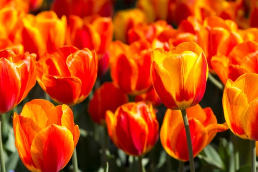 Tulips
