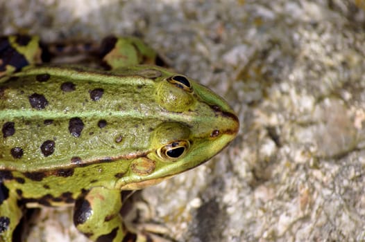 The photograph of a tree frog sitting on the edge of a garden pond.