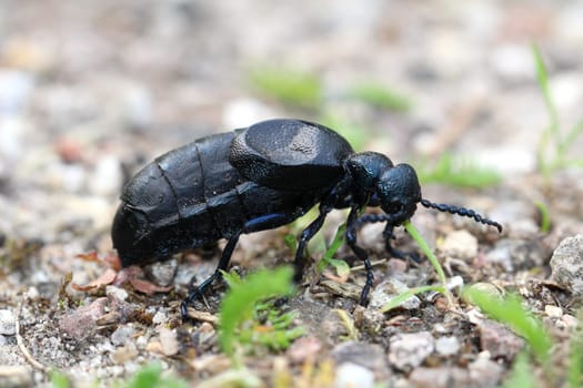Black-blue oil beetle approx. 3 cm long