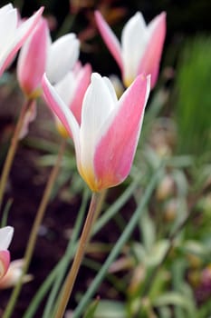 The photograph of tulips in a flowerbed in backlight.