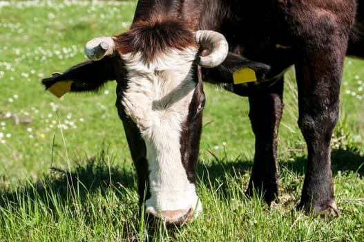 Head of cow grazing on green meadow
