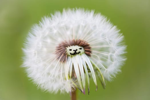 Dandelion