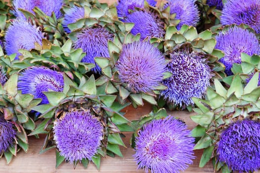 Artichoke flowers