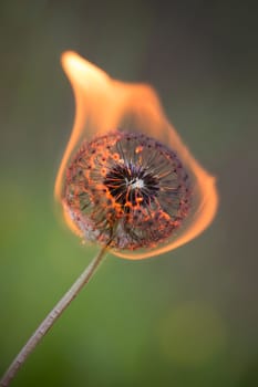 Burning dandelion