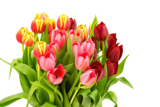 colourful tulips on white background