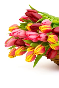 colourful tulips on white background
