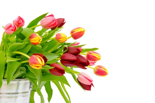 colourful tulips on white background