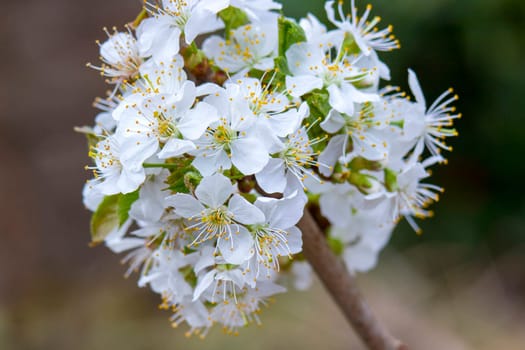 Blossoming of cherry flowers in spring time with green leaves, macro