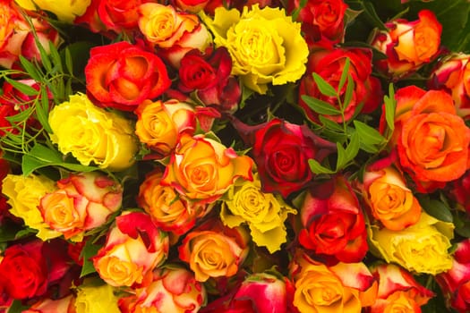A bouquet of multicolored roses