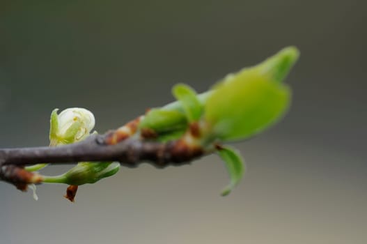 Buds