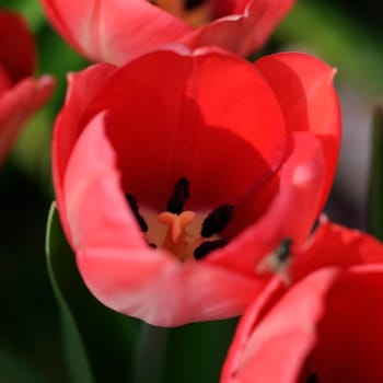 Tulips