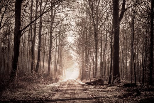 Forest trail in sepia colors