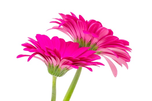 gerbera daisies