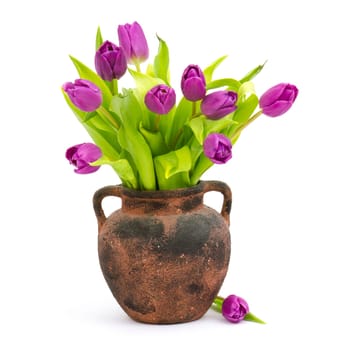 purple tulips in a vase