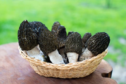 Black morel mushrooms in basket outdoor