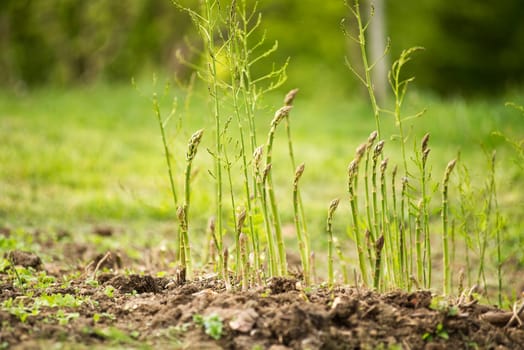 Fresh green asparagus growing on the garden