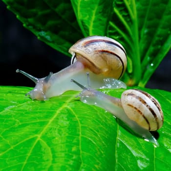 The snail belongs to invertebrates has outer shell that uses as a defense.