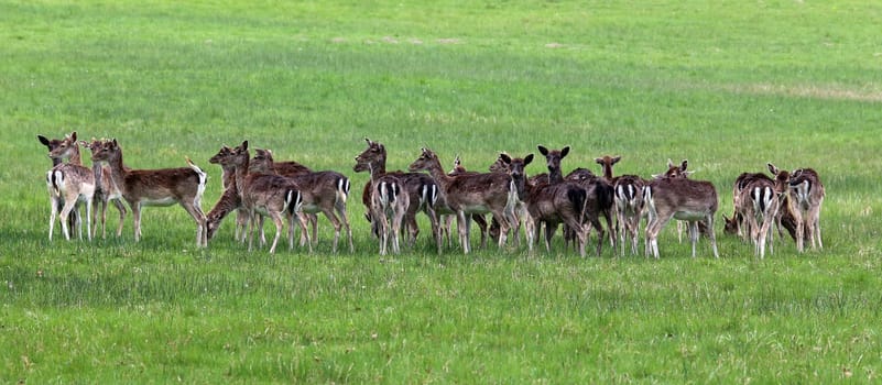 Pack of female deer