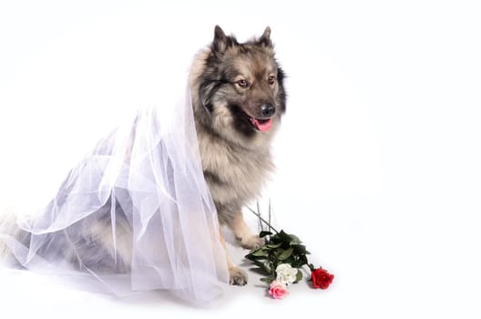 Dog Wedding Rose