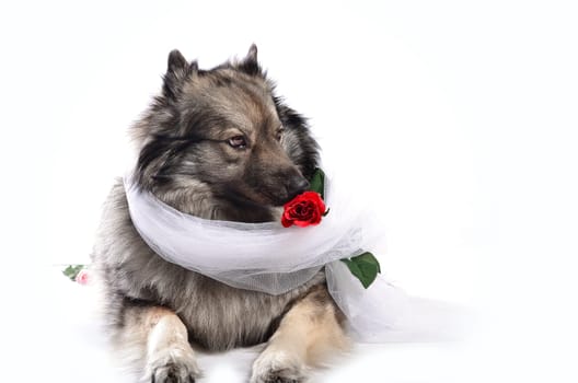 Dog Wedding Rose