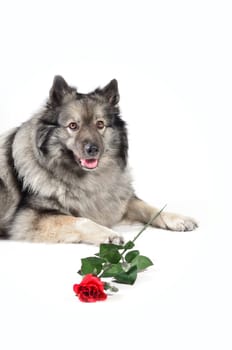 Dog Wedding Rose