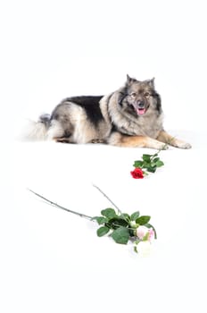 Dog Wedding Rose