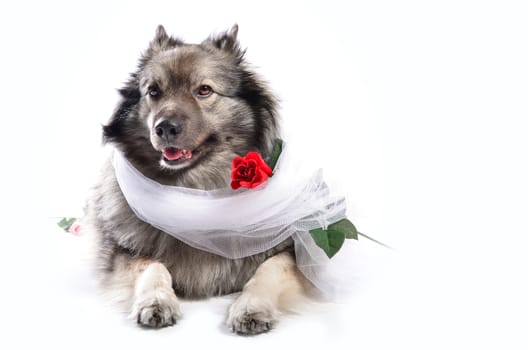 Dog Wedding Rose