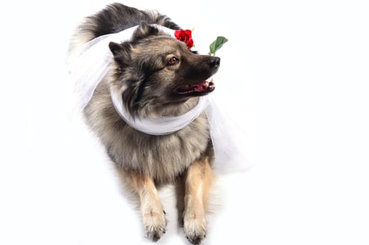 Dog Wedding Rose