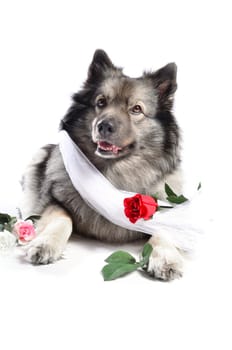 Dog Wedding Rose