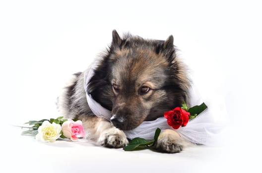 Dog Wedding Rose