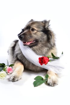 Dog Wedding Rose