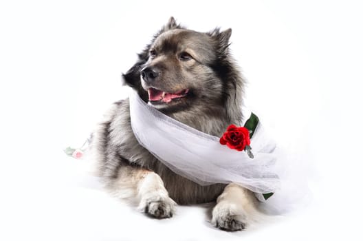 Dog Wedding Rose