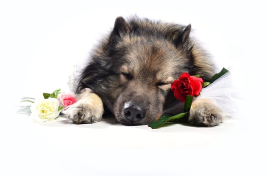 Dog Wedding Rose