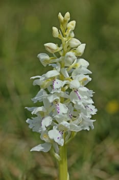 Albino-Boy's Weed (Orchis mascula) on the Dörnberg