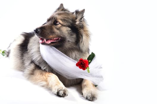 Dog Wedding Rose