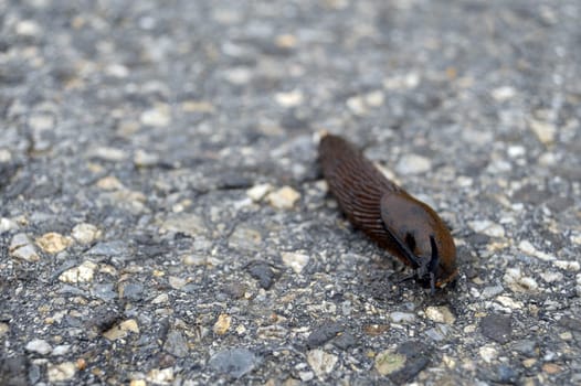 Nackstschnecke on the street