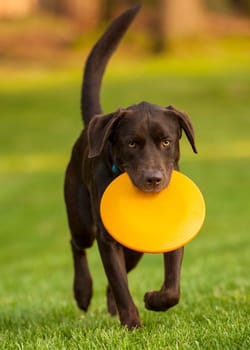 dog with frisbee