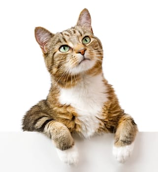Cat looking up above white banner